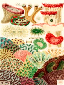 Great Barrier Reef Corals from The Great Barrier Reef of Australia (1893) by William Saville-Kent (1845-1908). Digitally enhanced from our own original edition. Fig 1: Trachyphyllia amaranius Fig 2 : Caulastroea Distorta Fig 3 : Mussa Corymbosa Fig 4 : Mussa Multilobata Fig 5 : Prionastroea Fig 6 : Favia Bowerbanki Fig 7 : Coeloria Fig 8 : Prionastroea Fig 9 : Moseleya Latistellata Fig 10 : Coeloria Fig 11: Goniastroea eximia Fig 12-13 : Tridacophyllia Laciniata Fig 14 : Favia Amicorum Fig 15-16 : Prionastroea robusta Fig 17 : Sumphyllia sinuosa Fig 18-19 : Coeloria Esperi Fig 20 : Coeloria Fig 21-22 : Goniastroea Grayi. Free illustration for personal and commercial use.