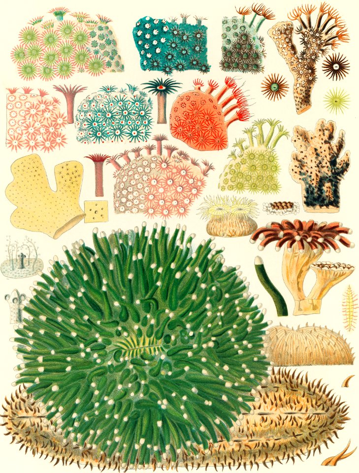 Great Barrier Reef Corals from The Great Barrier Reef of Australia (1893) by William Saville-Kent (1845-1908). Digitally enhanced from our own original edition.  Fig 1-5 : Plaesiastroea Peronii  Fig 2 : plesiasroea versipora  Fig 3 : Rhoodaroea  Fig 4-5 : Rhodaroea Fruticosa  Fig 6 : Rhodaroea Calicularis  Fig 7 : Cyphastroea  Fig 8 : Millepora alcicornis  Fig 9 : Rhodaroea Calicularis  Fig 10 : Rhodaroea  Fig 11 : Montipora Scarbicula  Fig 12 : Heteropsammia Michelini  Fig 13-14 : Fungia Crassitentaculata  Fig 15-16 : Cycloseris cyclolites  Fig 17 : Herprtolitha talpina