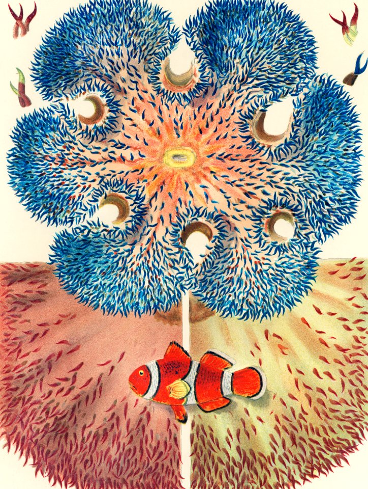 Barrier Reef Anemones from The Great Barrier Reef of Australia (1893) by William Saville-Kent (1845-1908). Digitally enhanced from our own original edition.