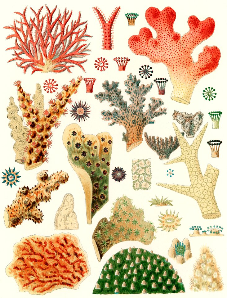 Great Barrier Reef Corals from The Great Barrier Reef of Australia (1893) by William Saville-Kent (1845-1908). Digitally enhanced from our own original edition.  Fig 1 : Seriatopora Hystrix  Fig 2 : Stylopora Palmata  Fig 3 : Pcillpoora Damicornis  Fig 4 : Oculina Fasciculata  Fig 5 : Echinopora horrida  Fig 6 : Echinopora rosularia  Fig 7 : Hydnophora rigida  Fig 8 : Hydnophora  Fig 9-10 : Merulina ampliata  Fig 11 : Lophoseris Cristata  Fig 12 : Gydnophora microcona  Fig 13 : Hydnophora Demidoffi