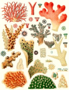 Great Barrier Reef Corals from The Great Barrier Reef of Australia (1893) by William Saville-Kent (1845-1908). Digitally enhanced from our own original edition.  Fig 1 : Seriatopora Hystrix  Fig 2 : Stylopora Palmata  Fig 3 : Pcillpoora Damicornis  Fig 4 : Oculina Fasciculata  Fig 5 : Echinopora horrida  Fig 6 : Echinopora rosularia  Fig 7 : Hydnophora rigida  Fig 8 : Hydnophora  Fig 9-10 : Merulina ampliata  Fig 11 : Lophoseris Cristata  Fig 12 : Gydnophora microcona  Fig 13 : Hydnophora Demidoffi