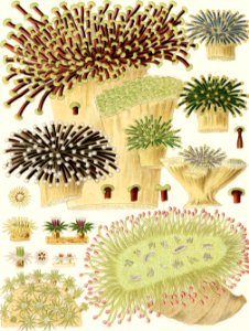 Great Barrier Reef Corals from The Great Barrier Reef of Australia (1893) by William Saville-Kent (1845-1908). Digitally enhanced from our own original edition.  Fig 1: Rhipidogyra  Fig 2: Euphyllia rugosa  Fig 3-6 : Eupyllia glabrescens  Fig 7 : Pectinia Jardinei  Fig 8-9 : Galaxea Esperi  Fig 10-12 : Galaxea