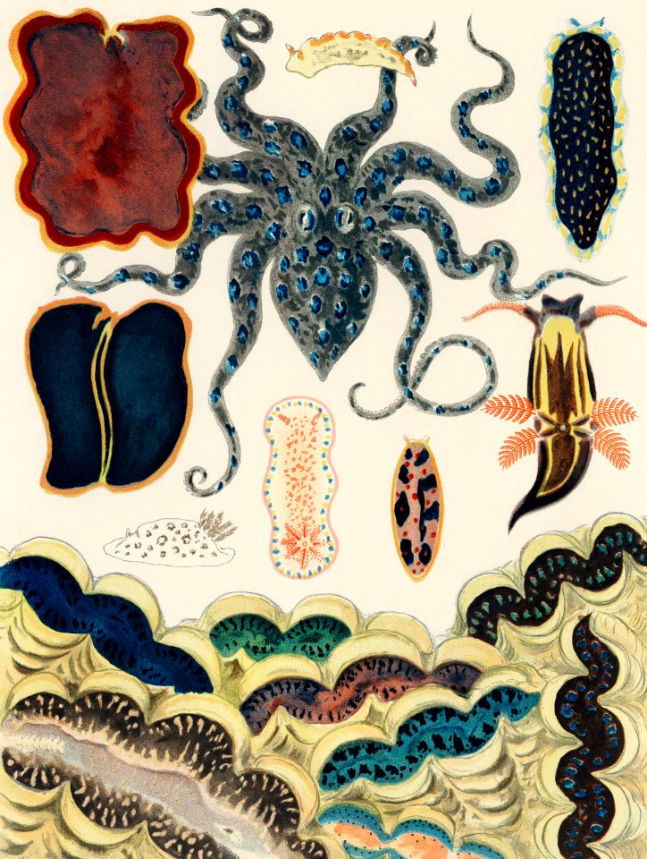 Barrier Reef Molluscs and Planarians from The Great Barrier Reef of Australia (1893) by William Saville-Kent (1845-1908). Digitally enhanced from our own original edition.  Fig 1: Flat worm, Pseudoceros Kentii  Fig 2: Planarian, Pseudoceros Dimidiatus  Fig 3: Blue spotted Octopus, Octopus Pictus  Fig 4: Sea-hare, Aplysia  Fig 5: Protheceroeus flavomaculatus  Fig 6-7: Nudibranchiate Mollusc, Doris  Fig 8: Nudibranchiate Mollusc, Gen  Fig 9: Nudibranchiate Mollusc, Ancula  Fig 10: Furbelow clams, Tridacna Compressa
