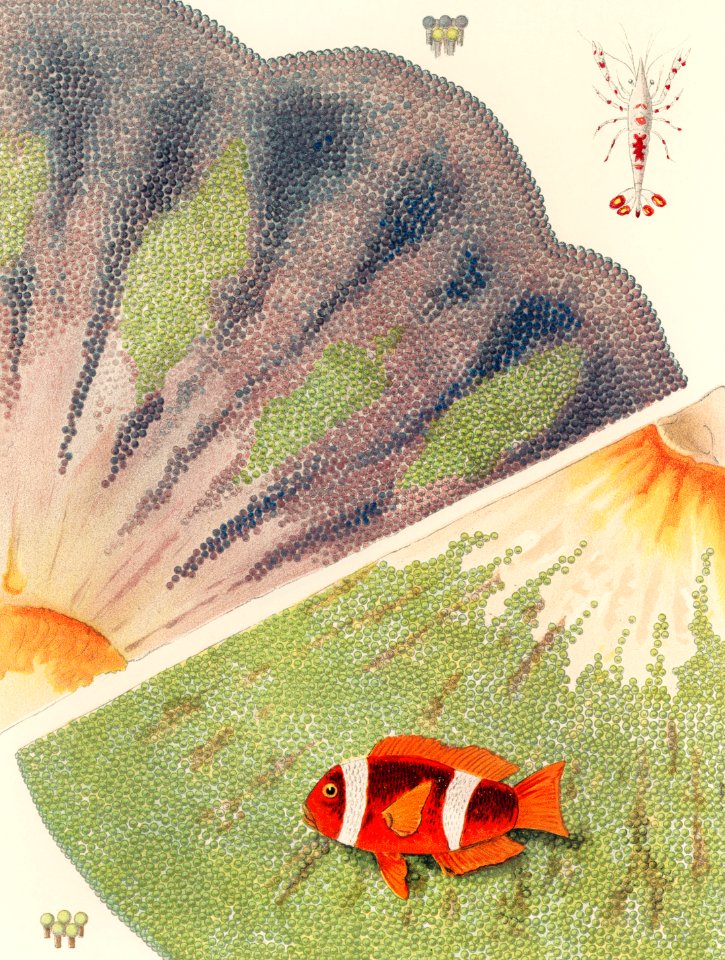 Barrier Reef Anemones from The Great Barrier Reef of Australia (1893) by William Saville-Kent (1845-1908). Digitally enhanced from our own original edition.