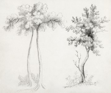Studies of Upas and Maple Trees by Mary Altha Nims (1817–1907).