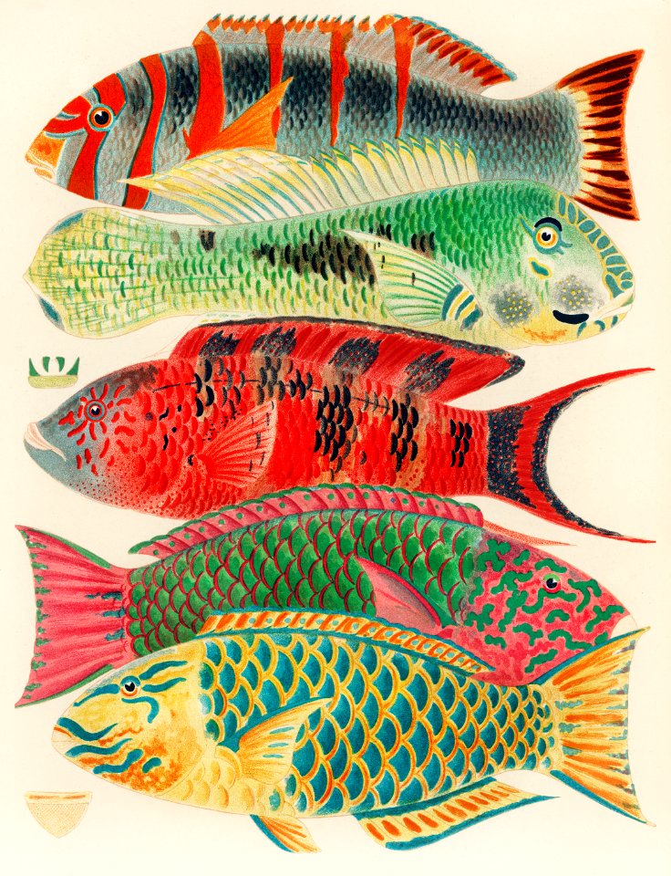 Great Barrier Reef Fishes from The Great Barrier Reef of Australia (1893) by William Saville-Kent (1845-1908). Digitally enhanced from our own original edition.  Fig 1: Orange banded parrot fish, Xiphochilus Fasciatus  Fig 2: Hodgkinson's parrot fish, Choerops Hodgkinsonii  Fig 3: Scarlet banded Parrot fish, Cheilinus fasciatus  Fig 4-5: Surf Parrot fish, Pseudoscarus rivulatus
