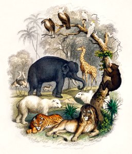 Cover of A history of the earth and animated nature (1820) by Oliver Goldsmith (1730-1774). Digitally enhanced from our own original edition.
