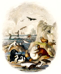 Hand drawn of animals from A history of the earth and animated nature (1820) by Oliver Goldsmith (1730-1774). Digitally enhanced from our own original edition.. Free illustration for personal and commercial use.
