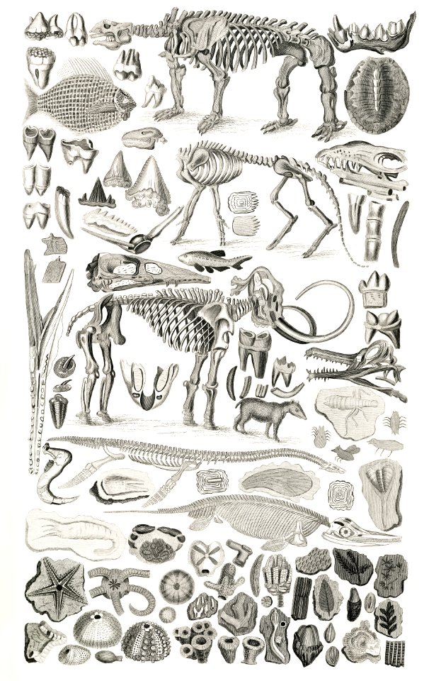 Organic Remains from A history of the earth and animated nature (1820) by Oliver Goldsmith (1730-1774). Digitally enhanced from our own original edition.