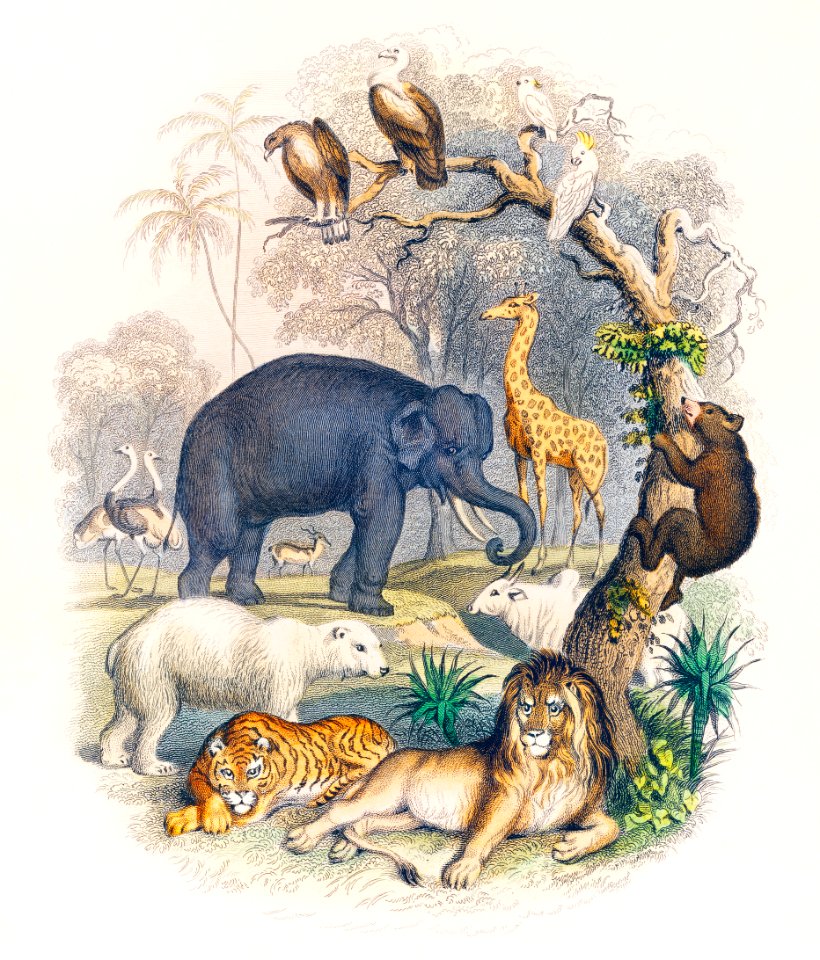 Cover of A history of the earth and animated nature (1820) by Oliver Goldsmith (1730-1774). Digitally enhanced from our own original edition.