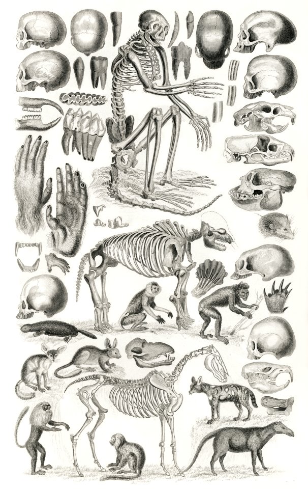 Mammalia from A history of the earth and animated nature (1820) by Oliver Goldsmith (1730-1774). Digitally enhanced from our own original edition.