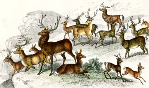 Red Deer Hart, Hind, Roebuck, Thibetian Musk Deer, Reindeer Male, Female in Summer Dress, Guazupuco Deer, Stag of Palestine, Axis Deer, Guazuti Deer, Great Rusa, Stag of the North of Europe, Wapiti, Fallow Deer Buck, and Doe from A history of the earth and animated nature (1820) by Oliver Goldsmith (1730-1774). Digitally enhanced from our own original edition.