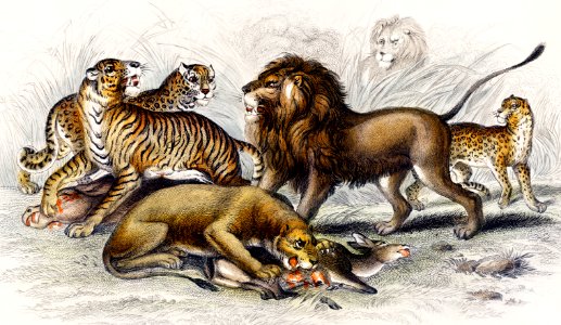 Asiatic Lion, Lioness, Bengal Tiger, Leopard, and Jaguar from A history of the earth and animated nature (1820) by Oliver Goldsmith (1730-1774). Digitally enhanced from our own original edition.. Free illustration for personal and commercial use.