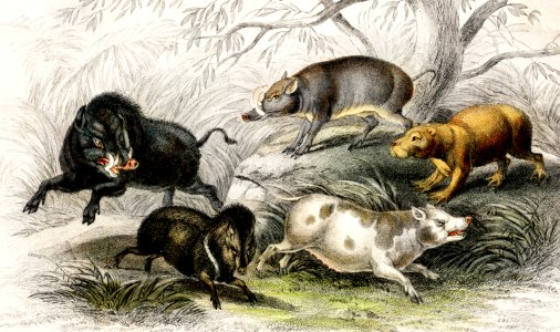 Wild Boar, Collared Peccary, Chinese Sow, Capibara, and Babyroussa from A history of the earth and animated nature (1820) by Oliver Goldsmith (1730-1774). Digitally enhanced from our own original edition.