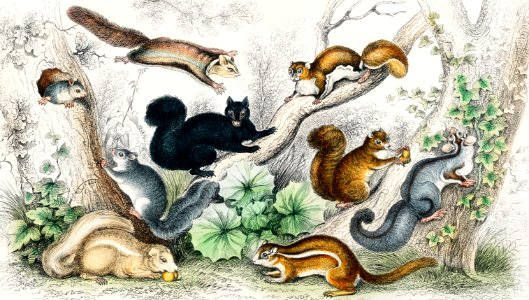 American Black Squirrel, Ariel Petaurus, Squirrel-Like Petaurus, Lesser American Flying Squirrel, Grey Squirrel, Common British Squirrel, Common Ground Squirrel, and Agiump Squirrel from A history of the earth and animated nature (1820) by Oliver Goldsmith (1730-1774). Digitally enhanced from our own original edition.