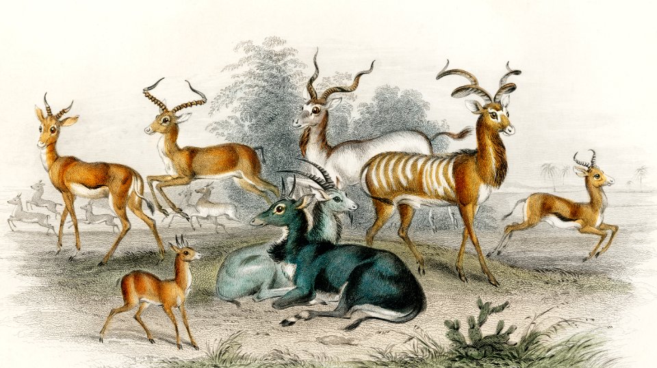 Addax, Koodoo, Pallah, Kevel Gazelle, Springbock, Salt's Antelope, Takhaitze, and Nyl Ghau from A history of the earth and animated nature (1820) by Oliver Goldsmith (1730-1774). Digitally enhanced from our own original edition.