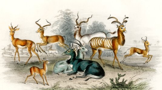 Addax, Koodoo, Pallah, Kevel Gazelle, Springbock, Salt's Antelope, Takhaitze, and Nyl Ghau from A history of the earth and animated nature (1820) by Oliver Goldsmith (1730-1774). Digitally enhanced from our own original edition.. Free illustration for personal and commercial use.
