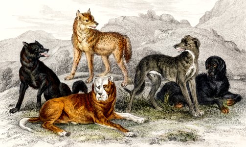European Wolf, Black Wolf of North America, St.Bernard's Mastiff, Highland Greyhound, and Great Dog of Nepal from A history of the earth and animated nature (1820) by Oliver Goldsmith (1730-1774). Digitally enhanced from our own original edition.. Free illustration for personal and commercial use.