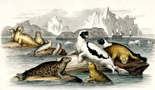 Harp Seal (Male and Female), Pennants Pied Seal, Marbled Seal, Common Seal of the Scotch Coasts, Walrus or Sea Horse , and Fur Seal of Commerce from A history of the earth and animated nature (1820) by Oliver Goldsmith (1730-1774). Digitally enhanced from our own original edition.. Free illustration for personal and commercial use.
