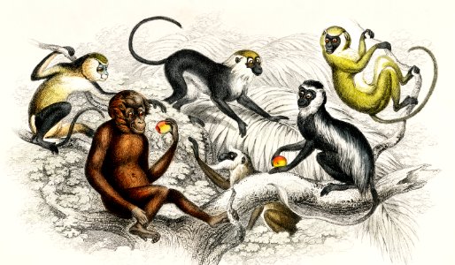 Red Orang-Outang, Diana Monkey, Guereza Monket, Veried Monkey, Collared White-Eyelid Monkey, and Green Monkey from A history of the earth and animated nature (1820) by Oliver Goldsmith (1730-1774). Digitally enhanced from our own original edition.. Free illustration for personal and commercial use.