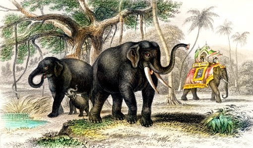 Asiatic Elephant and Caparisoned Elephant from A history of the earth and animated nature (1820) by Oliver Goldsmith (1730-1774). Digitally enhanced from our own original edition.. Free illustration for personal and commercial use.