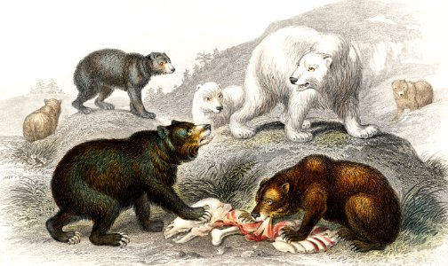 Grisly Bear, European Brown Bear ,American Black Bear, Polar Bear from A history of the earth and animated nature (1820) by Oliver Goldsmith (1730-1774). Digitally enhanced from our own original edition.. Free illustration for personal and commercial use.