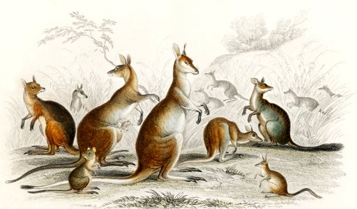 Lord Derby Kangaroo, Aroe Kangaroo, Parry's Kangaroo, Woolly Kangaroo, Brush Tailed Kangaroo, Rat-Tailed Hypsiprymnus, and Rabbit-Eared Perameles from A history of the earth and animated nature (1820) by Oliver Goldsmith (1730-1774). Digitally enhanced from our own original edition.. Free illustration for personal and commercial use.