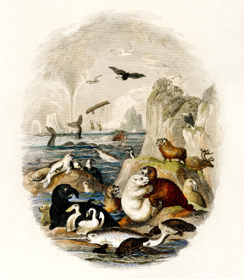 Hand drawn of animals from A history of the earth and animated nature (1820) by Oliver Goldsmith (1730-1774). Digitally enhanced from our own original edition.