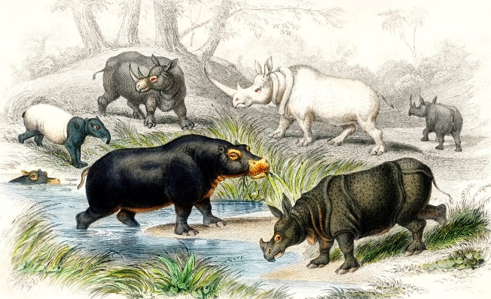Hippopotamus, Indian Rhinoceros, Muchoco, White Rhinoceros, Two Horned African Rhinoceros, and Malay Tapir from A history of the earth and animated nature (1820) by Oliver Goldsmith (1730-1774). Digitally enhanced from our own original edition.
