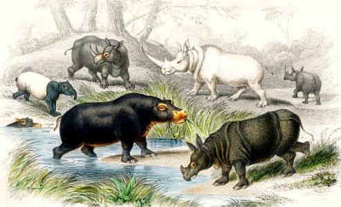 Hippopotamus, Indian Rhinoceros, Muchoco, White Rhinoceros, Two Horned African Rhinoceros, and Malay Tapir from A history of the earth and animated nature (1820) by Oliver Goldsmith (1730-1774). Digitally enhanced from our own original edition.. Free illustration for personal and commercial use.