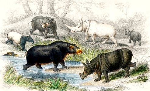Hippopotamus, Indian Rhinoceros, Muchoco, White Rhinoceros, Two Horned African Rhinoceros, and Malay Tapir from A history of the earth and animated nature (1820) by Oliver Goldsmith (1730-1774). Digitally enhanced from our own original edition.