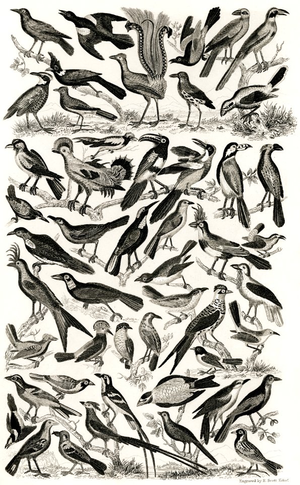 Ornithology from A history of the earth and animated nature (1820) by Oliver Goldsmith (1730-1774). Digitally enhanced from our own original edition.