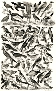 Ornithology from A history of the earth and animated nature (1820) by Oliver Goldsmith (1730-1774). Digitally enhanced from our own original edition.. Free illustration for personal and commercial use.