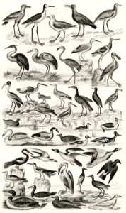 Ornithology from A history of the earth and animated nature (1820) by Oliver Goldsmith (1730-1774). Digitally enhanced from our own original edition.