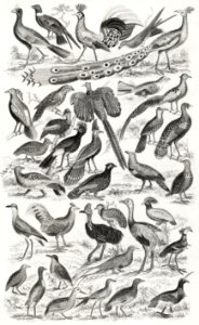 Ornithology from A history of the earth and animated nature (1820) by Oliver Goldsmith (1730-1774). Digitally enhanced from our own original edition.. Free illustration for personal and commercial use.