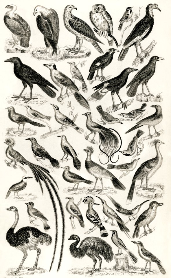 Ornithology from A history of the earth and animated nature (1820) by Oliver Goldsmith (1730-1774). Digitally enhanced from our own original edition.