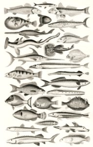 Ichthyology from A history of the earth and animated nature (1820) by Oliver Goldsmith (1730-1774). Digitally enhanced from our own original edition.. Free illustration for personal and commercial use.