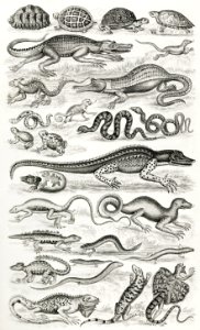 Reptiles from A history of the earth and animated nature (1820) by Oliver Goldsmith (1730-1774). Digitally enhanced from our own original edition.. Free illustration for personal and commercial use.