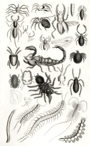 Entomology - Arachnides, Myriapoda from A history of the earth and animated nature (1820) by Oliver Goldsmith (1730-1774). Digitally enhanced from our own original edition.. Free illustration for personal and commercial use.
