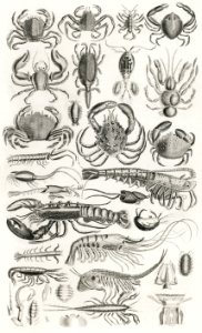 Crustacea from A history of the earth and animated nature (1820) by by Oliver Goldsmith (1730-1774). Digitally enhanced from our own original edition.. Free illustration for personal and commercial use.