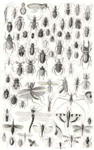 Entomology from A history of the earth and animated nature (1820) by Oliver Goldsmith (1730-1774). Digitally enhanced from our own original edition.. Free illustration for personal and commercial use.