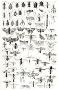 Entomology from A history of the earth and animated nature (1820) by Oliver Goldsmith (1730-1774). Digitally enhanced from our own original edition.