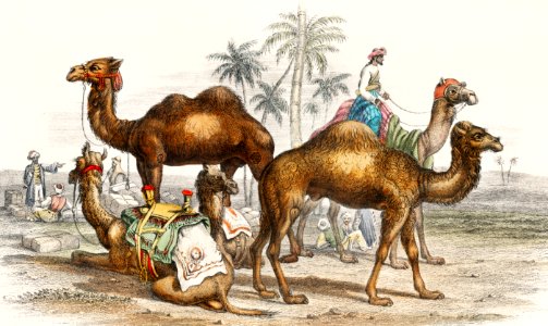 Bactrian Camel, Arabian Camel Or Dromedary, Dromedaries Caparisoned, and Post Camel of India from A history of the earth and animated nature (1820) by Oliver Goldsmith (1730-1774). Digitally enhanced from our own original edition.