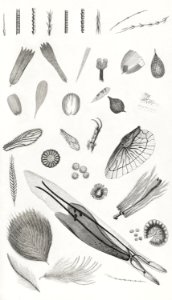 Microscopic Objects from A history of the earth and animated nature (1820) by Oliver Goldsmith (1730-1774). Digitally enhanced from our own original edition.. Free illustration for personal and commercial use.