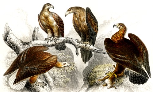 Great Sea Eagle, Golden Eagle, Small Cape Eagle, and Wedge Tailed Eagle from A history of the earth and animated nature (1820) by Oliver Goldsmith (1730-1774). Digitally enhanced from our own original edition.. Free illustration for personal and commercial use.