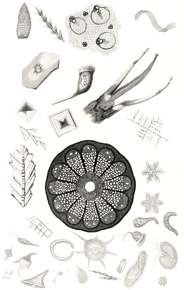 Microscopic Objects from A history of the earth and animated nature (1820) by Oliver Goldsmith (1730-1774). Digitally enhanced from our own original edition.