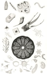 Microscopic Objects from A history of the earth and animated nature (1820) by Oliver Goldsmith (1730-1774). Digitally enhanced from our own original edition.. Free illustration for personal and commercial use.