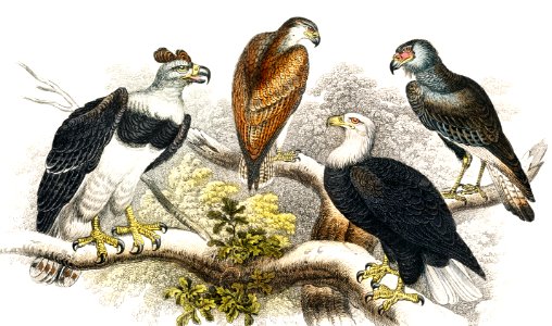 White Headed Sea Eagle, Great Harpy Eagle, Chilian Sea Eagle, and Brazilian Caracara Eagle from A history of the earth and animated nature (1820) by Oliver Goldsmith (1730-1774). Digitally enhanced from our own original edition.. Free illustration for personal and commercial use.