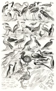 Ornithology from A history of the earth and animated nature (1820) by Oliver Goldsmith (1730-1774). Digitally enhanced from our own original edition.. Free illustration for personal and commercial use.