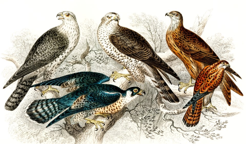 Gyr Falcon, Goshawk, Kite or Glead, Peregrine Falcon, and Kestril (Female) from A history of the earth and animated nature (1820) by Oliver Goldsmith (1730-1774). Digitally enhanced from our own original edition.